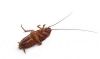 Able Pest Abaitment - Your Randwick Pest Control Experts
