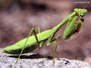 Natural Pest Control - Leave the Preying Mantis alone!