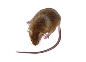 mouse pest control Randwick